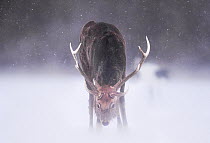 Sika deer (Cervus nippon) huge stag feeding in open field in a snow storm, Hokkaido Japan.