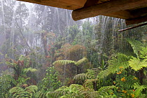 Rain falling off cabin roof. Kumul Lodge. Papua New Guinea, September 2004.
