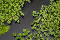 Aerial view of forest and swamps in Yimas Lakes area, Papua New Guinea, August.