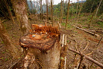 Rainforest tree freshly cut down and cleared by local people for new gardens. Crater Mountain Wildlife Management Area, Papua New Guinea.
