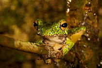 Tree frog (Litoria sp) found in lower montane rain forest. Crater Mountain Wildlife Management Area. Papua New Guinea.