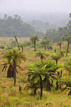 Tree ferns (Dicksonia) and alpine grassland at Tari Gap, Papua New Guinea.