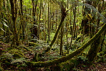 Montane rainforest covered in moss. YUS Conservation Area, Huon Peninsula, Morobe Province, Papua New Guinea. December 2006.