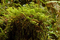 Moss and ferns in upper montane rainforest. YUS Conservation Area, Huon Peninsula, Morobe Province, Papua New Guinea. December 2006.