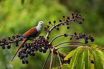 Great Cuckoo-Dove (Reinwardtoena reinwardtii) at a fruiting Shefflera tree. Huon Peninsula, Morobe Province, Papua New Guinea.