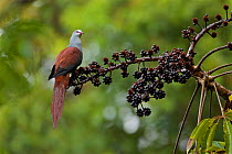Great cuckoo-dove (Reinwardtoena reinwardtii) at a fruiting Shefflera tree, Huon Peninsula, Morobe Province, Papua New Guinea.