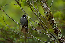 Belford's melidectes (Melidectes belfordi) perched in a tree. Papua New Guinea