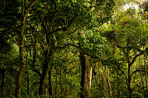 Montane rainforest habitat Arfak Mountains (at 2000m elevation) West Papua, New Guinea.