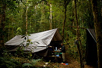Expedition camp in the Arfak Mountains at 2000m. West Papua, New Guinea. November 2009.