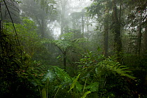 Montane rainforest habitat Arfak Mountains (at 2000m elevation) West Papua, New Guinea.