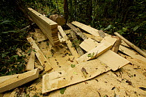 Timber sawn into planks in the rainforest with a chainsaw West Papua, August 2009.