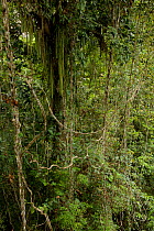Rain forest tree covered in lianas, mostly Bauhinia sp.  This tree is the territory of a male King Bird of Paradise, who has his display site here. West Papua, New Guinea.