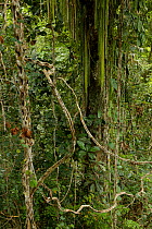 Rain forest tree covered in lianas, mostly Bauhinia sp.  This tree is the territory of a male King Bird of Paradise, who has his display site here. West Papua, New Guinea..