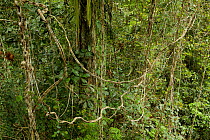 Rain forest tree covered in lianas, mostly Bauhinia sp.  This tree is the territory of a male King Bird of Paradise, who has his display site here. West Papua, New Guinea.