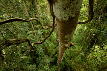 View from the top of the canopy down into lowland rainforest with lianas (Bauhinia sp.). West Papua, New Guinea, August.