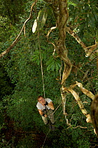 Ian Fein climbing a rope into the forest canopy in the lowland rainforest near Oransbari. West Papua, Indonesia.