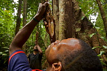 Local men drink medicinal sap from a vine in the forest. West Papua, Indonesia. September 2009.