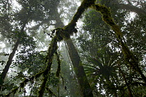 View into into canopy of montane rainforest at 2200 m elevation in the Arfak Mountains, West Papua, Indonesia.