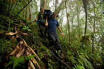 Eric Liner and Ian Fein hiking through the misty montane forest of the Arfak Mountains, New Guinea. September 2009.