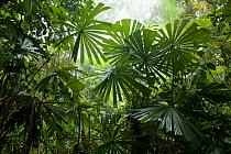 Fan palms in lowland swamp forest, New Guinea.