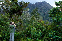 Man looking for birds  in montane rainforest at approx. 2500 m elevation in the Jayawijaya Mountains, Papua, Indonesia, New Guinea.