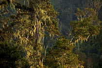 Moss covered tree in montane rainforest at approx. 2500 m elevation in the Jayawijaya Mountains, Papua, Indonesia, New Guinea.