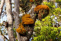 Moss pillows on a tree in the montane rainforest. New Guinea.
