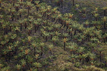 Tree fern (Dicksonia) forest in alpine grassland at approx. 3300 m elevation in the Jayawijaya Mountains, New Guinea.