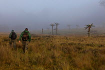 Bird of Paradise researcher Edwin Scholes and Indonesian guide Untu walk through morning fog toward a Tree fern (Dicksonia) forest by Lake Habbema, Jayawijaya Range, New Guinea June 2010.