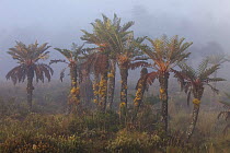 Tree Ferns (Dicksonia sp.) in the mist. New Guinea.