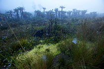 Tree fern (Dicksonia) forest and alpine grassland in early morning fog.  Near Lake Habbema, Jayawijaya Mountains, New Guinea. June 2010