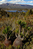 Ant plant (Myrmecodia sp.) with Puncak Trikora (4730 m - second highest peak in New Guinea) in the background. New Guinea. June 2010.