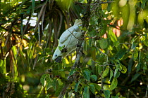 Sulphur-crested cockatoo (Cacatua galerita) in swampy area of rainforest, New Guinea, June.