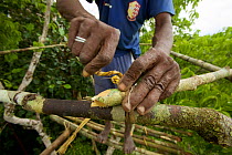 Eli Karey using rattan straps to secure poles of blind / hide frame. Aru Islands, Indonesia. September 2010.