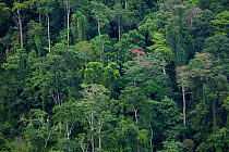 Pristine rainforest in the interior of the Vogelkop Peninsula, West Papua. October 2010.