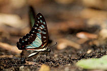 Great jay butterfly (Graphium eurypylus) puddling on the ground, West Papua.