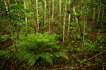 Forest view in the Senopi forest, Vogelkop Peninsula, West Papua.