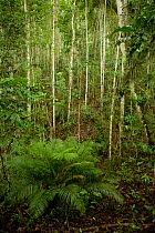 Forest view in the Senopi forest, Vogelkop Peninsula, West Papua.