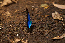 Ulysses butterfly (Papilio ulysses) butterfly on the ground, Papua New Guinea.