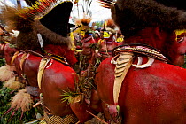 Huli 'singsing' dance ceremony. Huli wigmen wearing human hair wigs and feathers of various birds of paradise and other bird species. Tari Valley, Southern Highlands Province, Papua New Guinea.