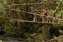 Huli elder constructing a traditional vine and pole suspension bridge over a stream, Papua New Guinea, November 2010.