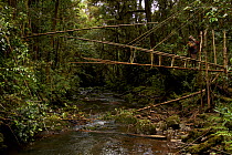Huli elder constructing a traditional vine and pole suspension bridge over a stream, Papua New Guinea, November 2010.