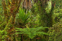 Mossy montane rainforest with tree ferns and Pandanus,  Tari Gap, Papua New Guinea.