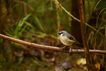 Ashy robin (Poecilodryas albispecularis albispecularis) Arfak Mountains, West Papua, New Guinea. Endemic.