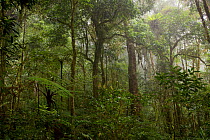 Moss covered trees in montane rainforest, Arfak Mountains, Papua New Guinea. August 2009.