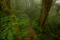 High angle view of trail in moss covered montane rainforest, Arfak Mountains, Papua New Guinea. August 2009.