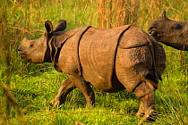 Indian rhinoceros (Rhinoceros unicornis) male sniffing female during courtship. Chitwan National Park, Nepal.
