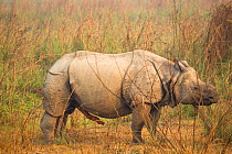 Indian rhinoceros (Rhinoceros unicornis) grazing, Chitwan National Park, Nepal, Asia