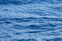 Fluke print on water surface, from Short-beaked common dolphin (Delphinus delphis) Baja California, USA, January.