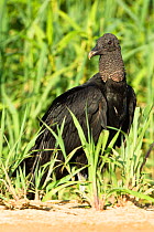 Black vulture (Coragyps atratus) on sandbar, along Cuiaba River, Northern Pantanal, Mato Grosso, Brazil.